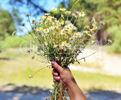 Female hand holds a bouquet of white daisies