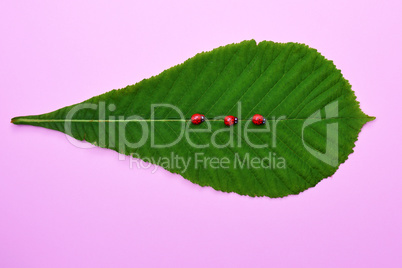 Green leaf of a chestnut and three ladybugs on a pink background