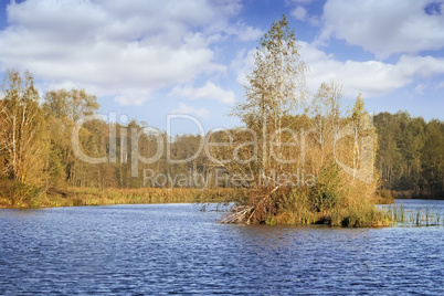 The autumn wood on the bank of the big beautiful lake