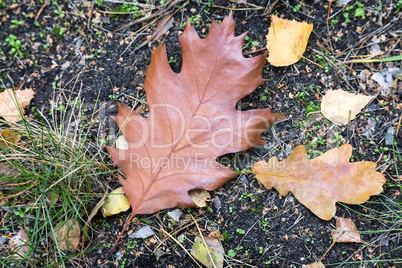 Autumn leaves, fallen from the trees to the ground.