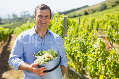 Portrait of happy vintner holding harvested grapes in bucket