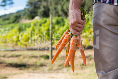 Farmer holding harvested carrots in field