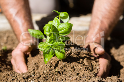 Close-up of man planting sapling in garden