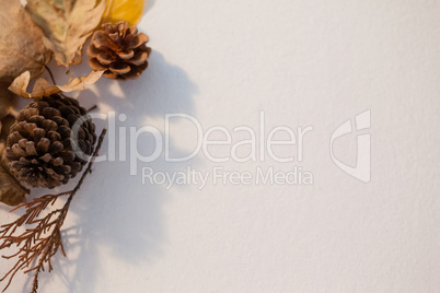 Pine cone and autumn leaves on white background