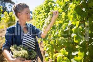 Female vintner harvesting grapes in vineyard