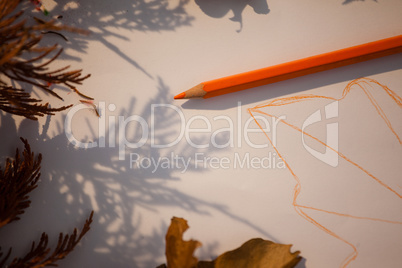 Dried autumn leave on white background