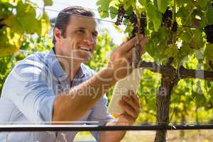 Vintner holding mobile phone while examining grapes