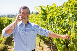 Vintner talking on mobile phone while examining grapes