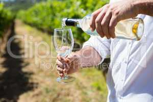 Mid section of vintner examining wine