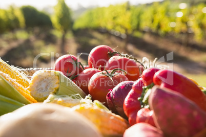 Fresh vegetables in vineyard