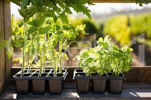 Various pot plants arranged on table