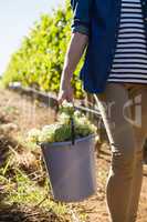 Mid section of female vintner holding harvested grapes in bucket