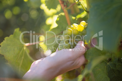 Close-up of female vintner harvesting grapes