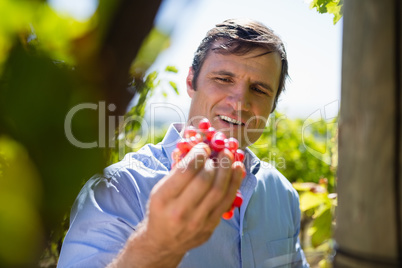 Vintner examining grapes in vineyard