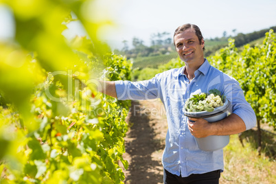 Portrait of happy vintner harvesting grapes in vineyard