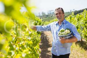 Portrait of happy vintner harvesting grapes in vineyard