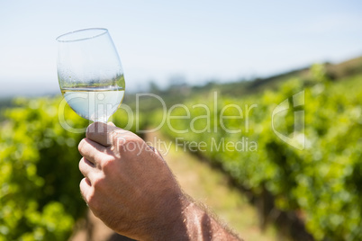 Vintner holding glass of wine