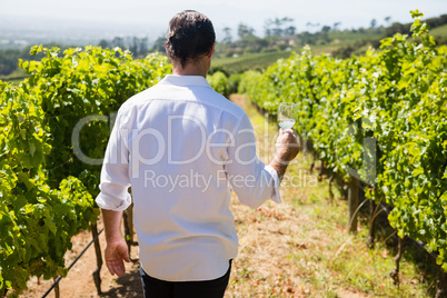 Rear view of vintner holding glass of wine in vineyard