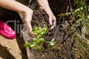 Woman planting sapling in garden