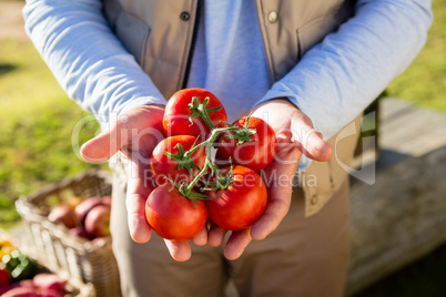 Farmer holding fresh cherry tomatoes