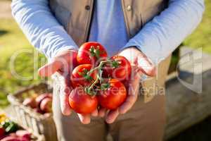 Farmer holding fresh cherry tomatoes