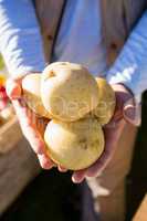 Farmer holding fresh potatoes