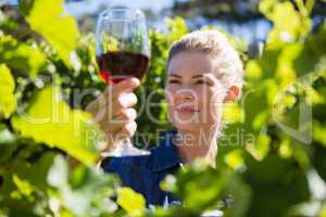 Female vintner examining glass of wine in vineyard