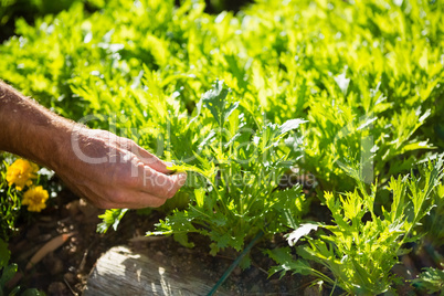 Man examining sapling in garden