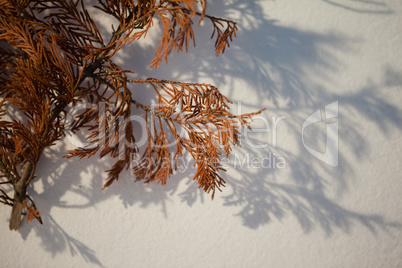 Close-up of dried autumn leaves