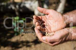 Close-up of man holding seeds in farm