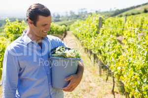 Happy vintner harvesting grapes in vineyard