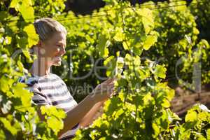 Female vintner using mobile phone in vineyard