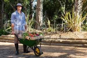 Farmer holding fresh vegetables in wheelbarrow