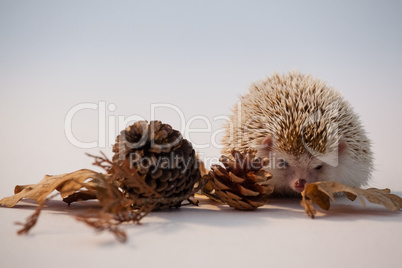 Porcupine with pine cone and autumn leaves on white background