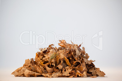 Pile of autumn leaves