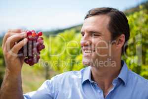 Vintner examining grapes in vineyard