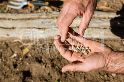 Close-up of man holding seeds in farm