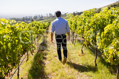 Rear view of vintner walking in vineyard