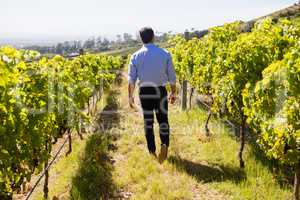 Rear view of vintner walking in vineyard