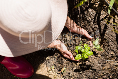 Close-up of woman planting sapling in garden