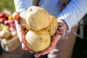 Farmer holding fresh potatoes