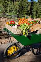 Various fresh vegetables in wheelbarrow