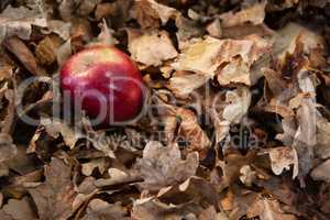 Autumn leaves with apple