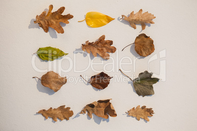 Various types of autumn leaves