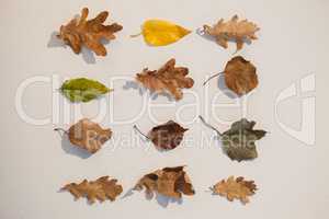 Various types of autumn leaves