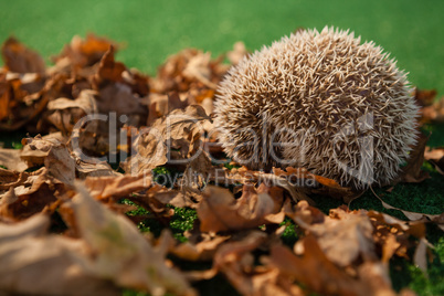 Porcupine on autumn leaves