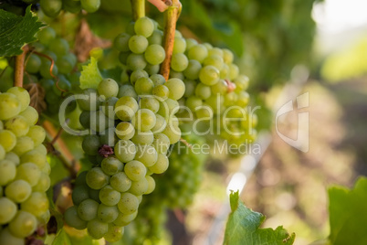 Ripe grapes in vineyard