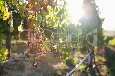 Ripe grapes in vineyard