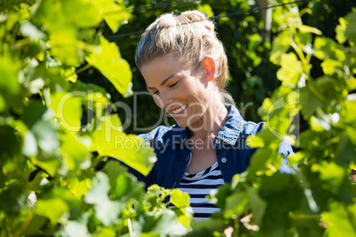 Female vintner working in vineyard