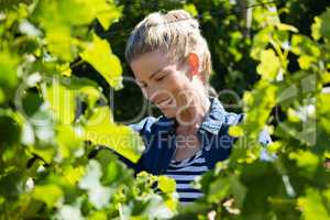 Female vintner working in vineyard